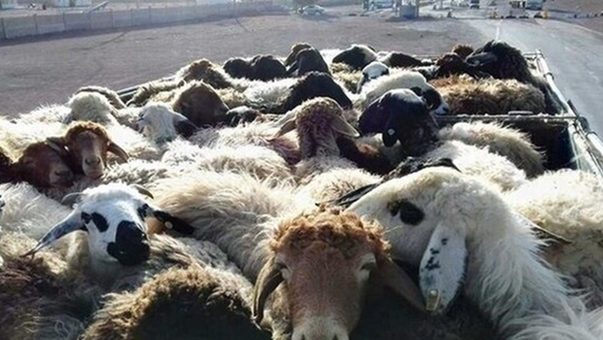 کشف ۱۰۰۰ راس دام قاچاق در بندر لنگه