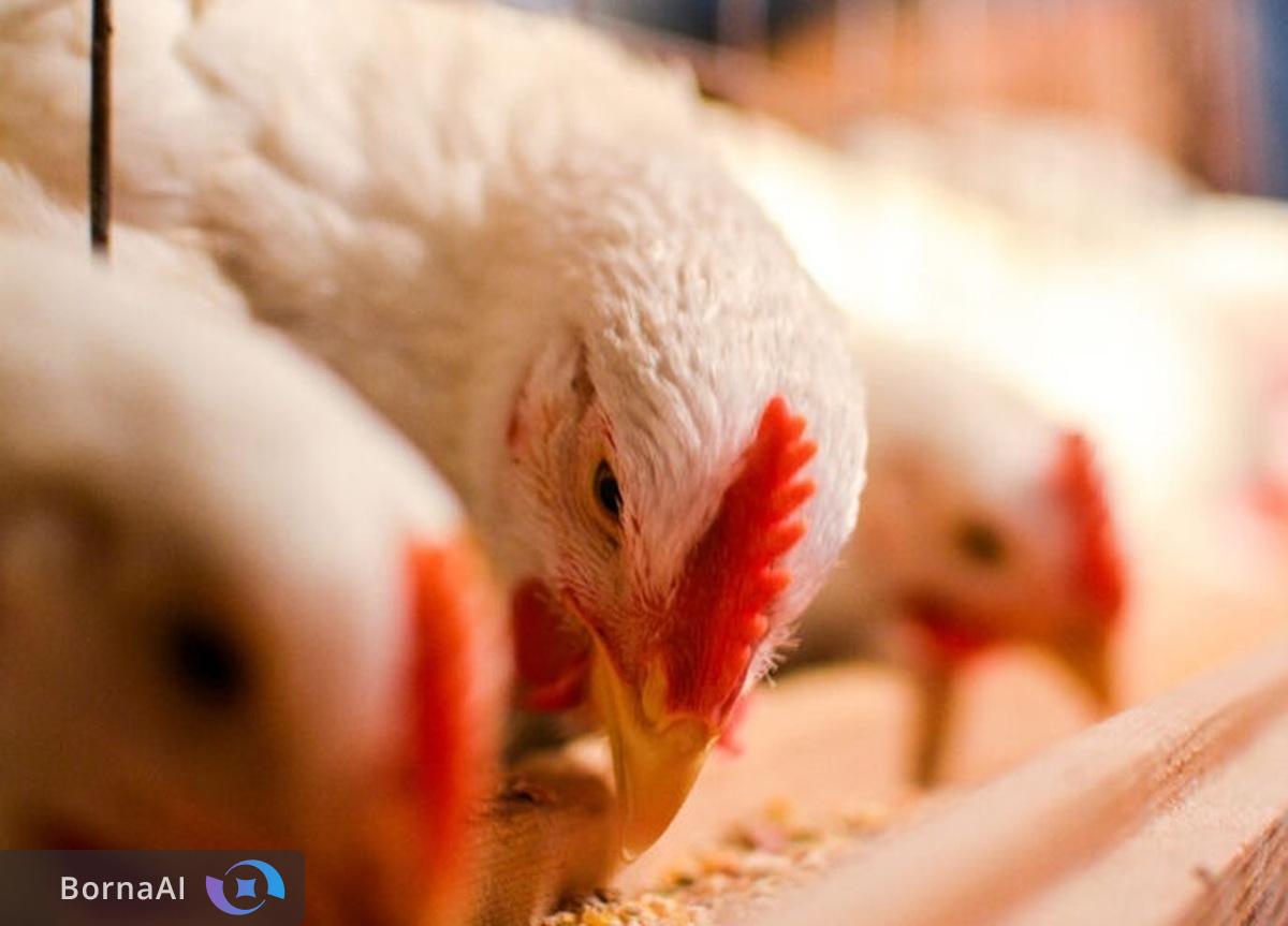 خودکفایی در صنعت دام و طیور با نانومکمل‌های ایرانی