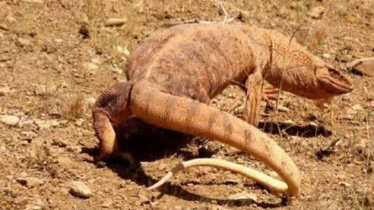 ثبت بزمجه زاگرسی برای نخستین بار در چهارمحال و بختیاری