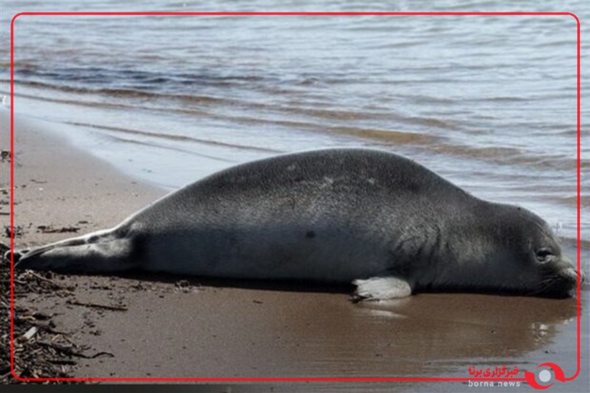 احمدرضا لاهیجان زاده از ادامه بررسی‌ها درباره تلفات فک‌های خزری خبر داد
