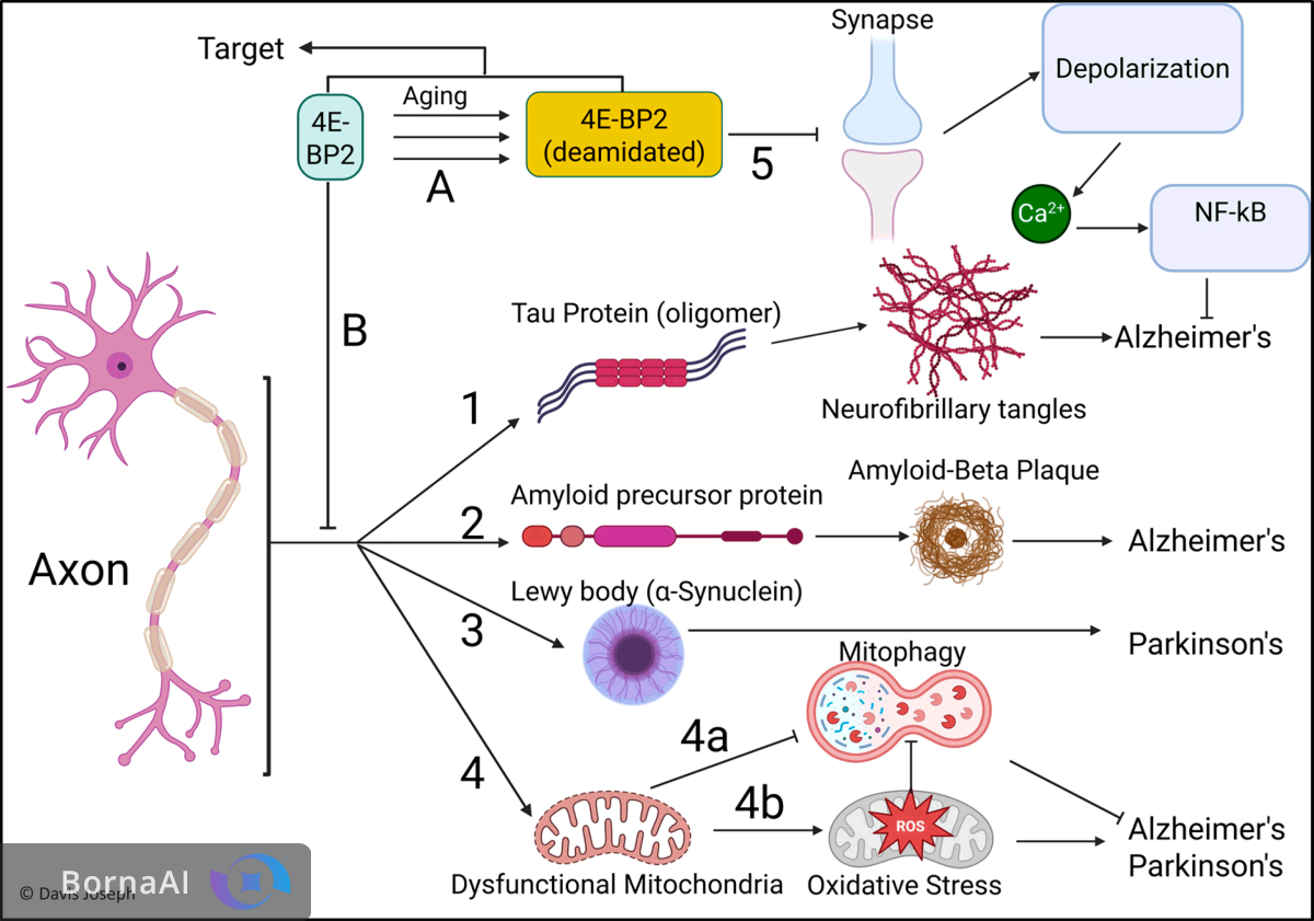کلید مغز کشف شد؛ یک مسیر برای درمان چند بیماری