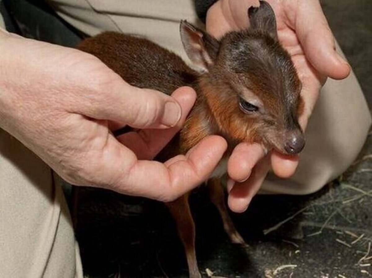 آبرسانی مستمر به حیات وحش پارک ملی هفتاد قله اراک