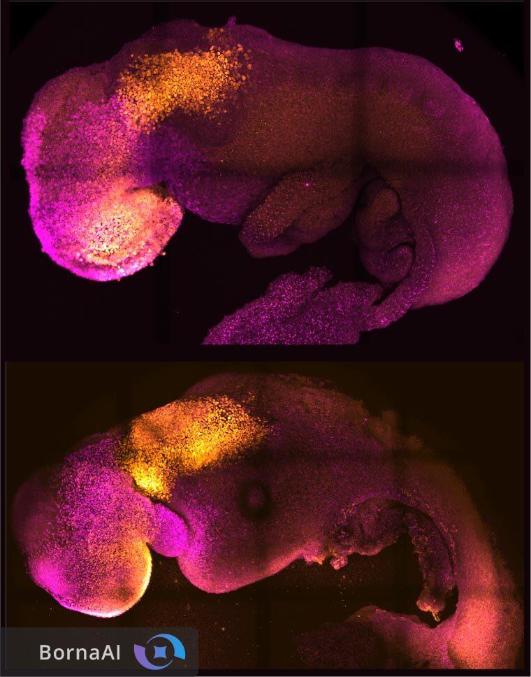 سرنوشت سلولی جنین قابل تغییر است؟ سرنوشت سلولی جنین قابل تغییر است؟