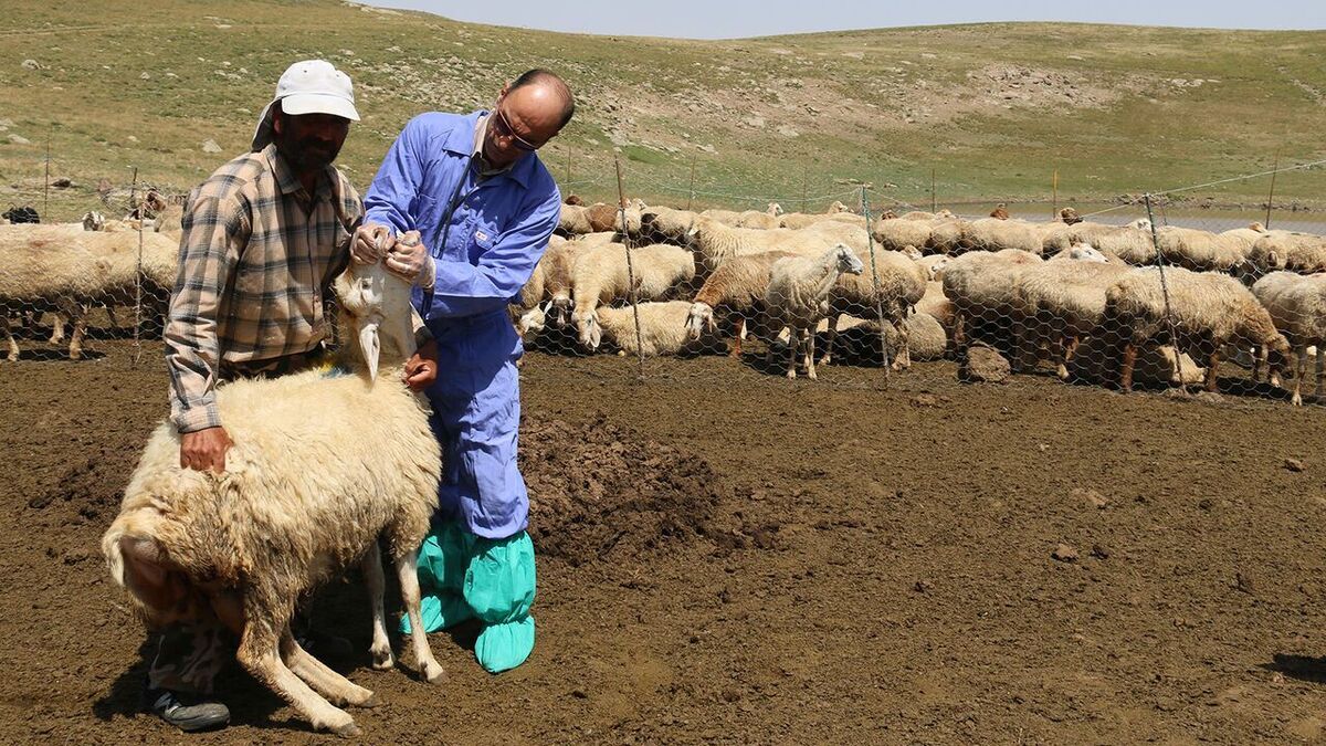 آغاز طرح تابستانه واکسیناسیون تب برفکی در کهگیلویه و بویراحمد