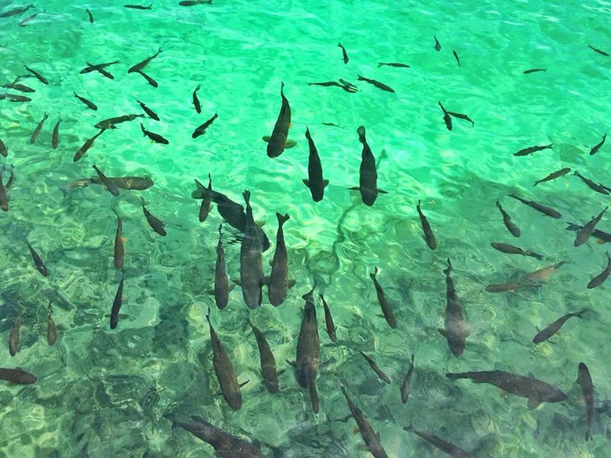 بهره گیری از کود شیمیایی برای رشد جمعیت گیاهان ریز آبی در استخر‌های ماهی گیلان