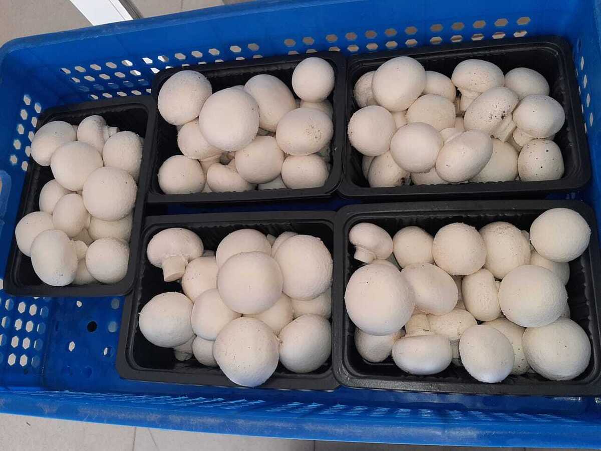 قیمت انواع قارچ اعلام شد