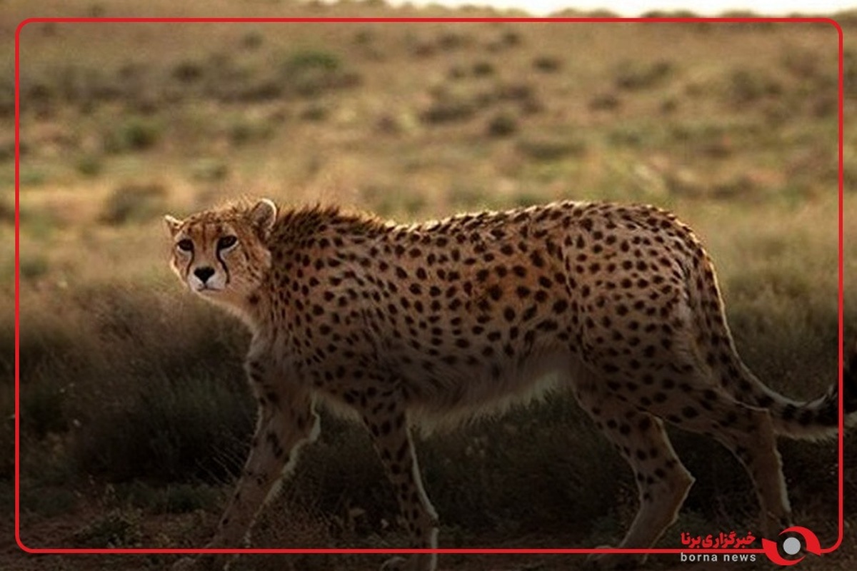 مشاهده امیدوارکننده پنج یوزپلنگ آسیایی