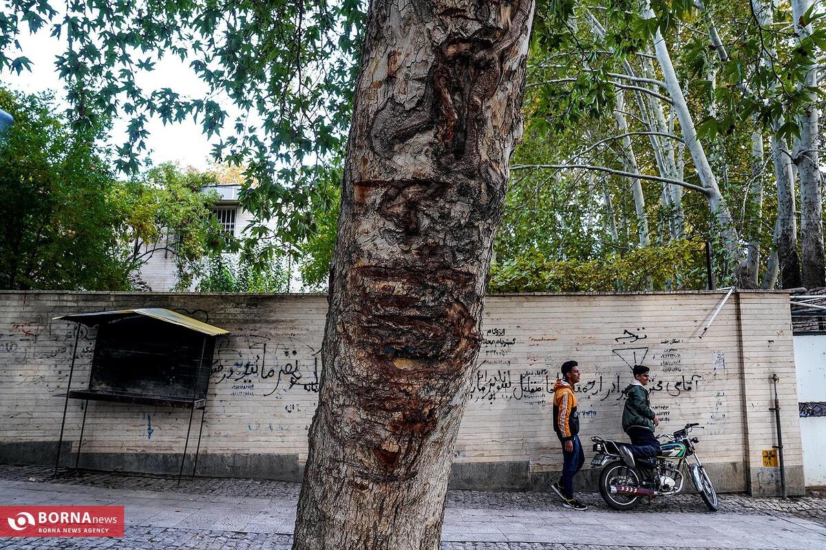 ورود دادستانی به پرونده قطع چنارهای ولیعصر/ محیط زیست تهران عضو کمیسیون مجلس می‌شود