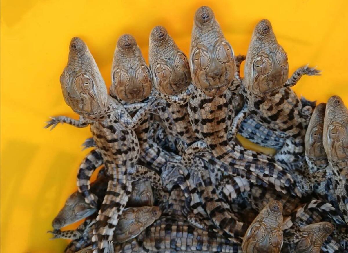 ثبت تولد تعداد ۷۰ نوزاد گاندو برای اولین‌بار در ایران