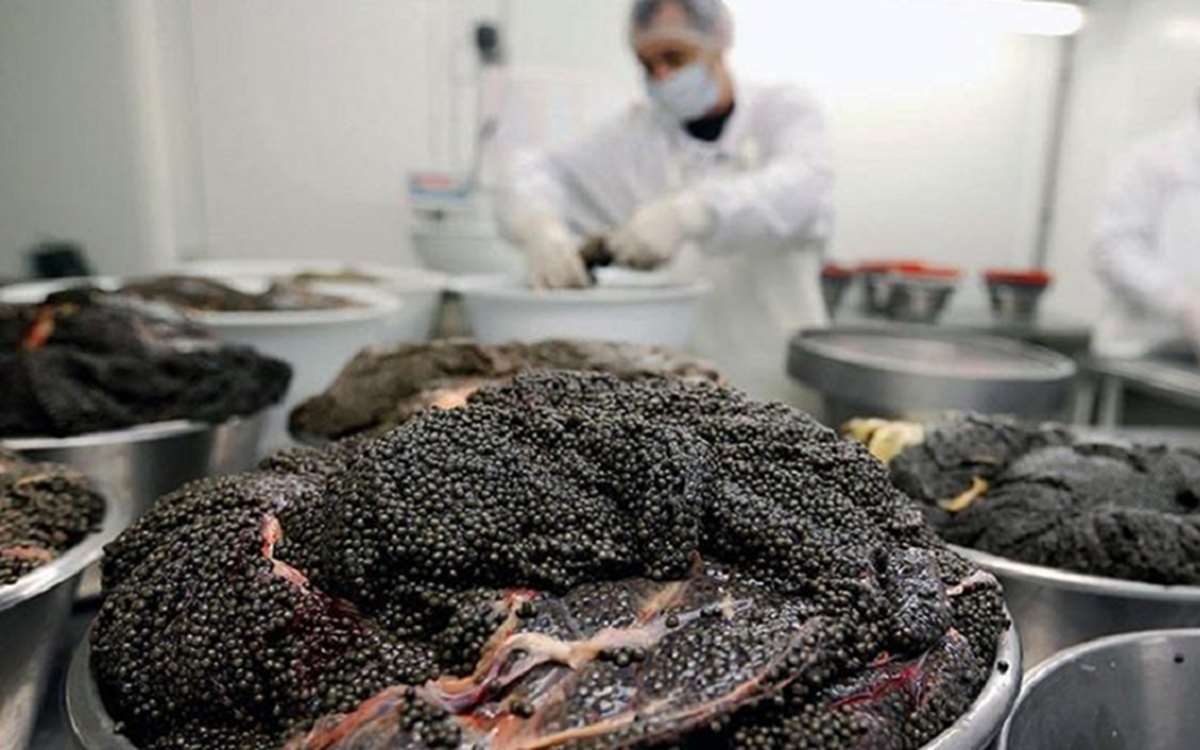 رشد ۱۷ درصدی تولید خاویار در کشور
