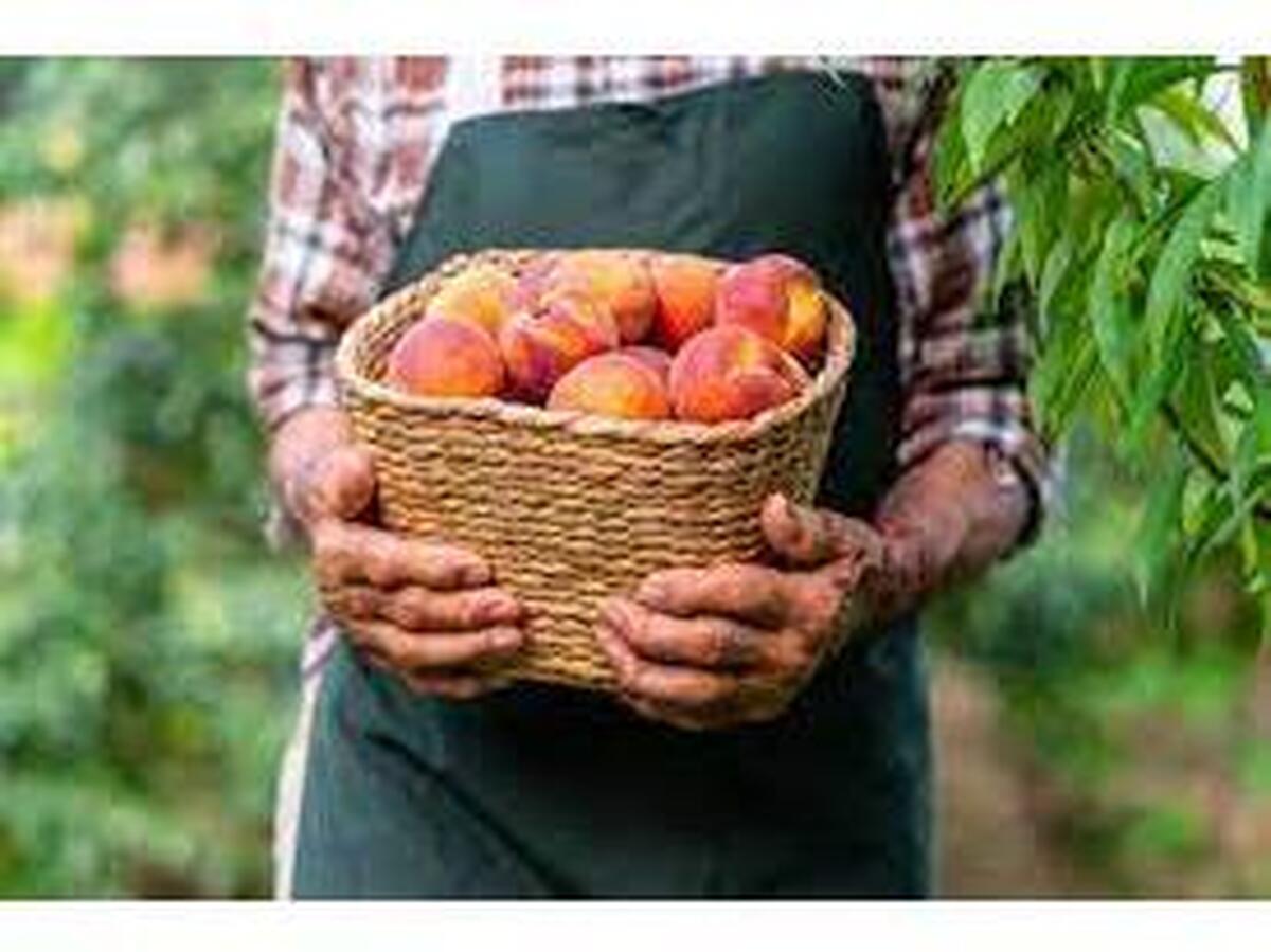 خسارت آفت مگس میوه به باغ‌های هلو و شلیل مازندران مهار شد