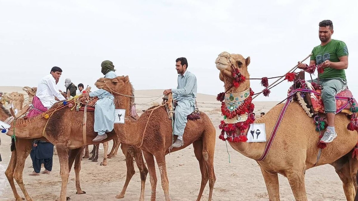 برگزاری مسابقات انتخابی تیم ملی شترسواری در دلگان