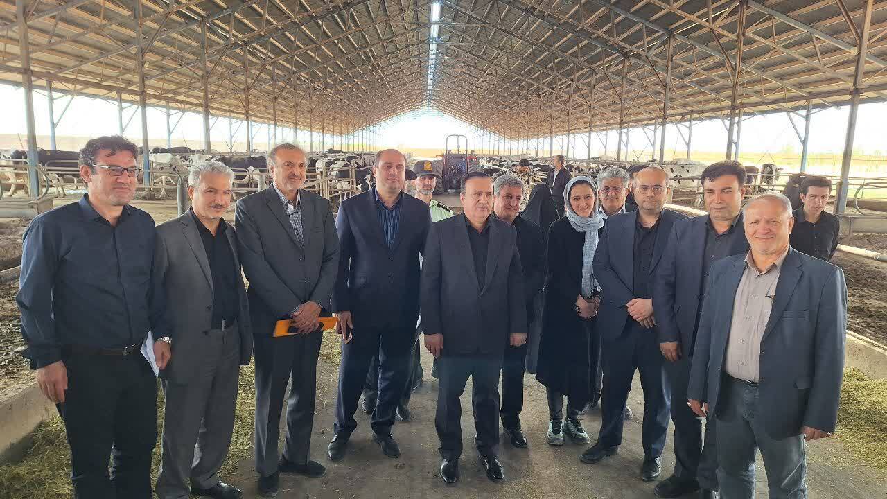 بازدید استاندار قزوین از واحد پرورش گاو شیری در بوئین زهرا