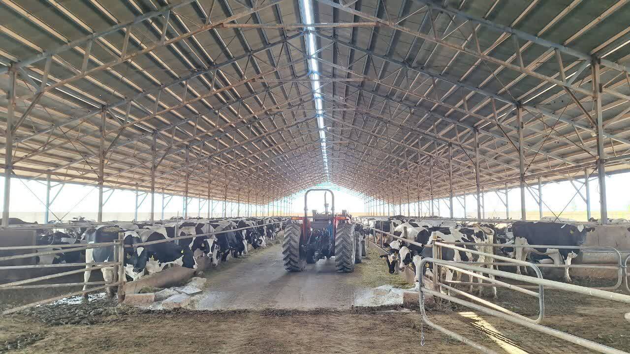 بازدید استاندار قزوین از واحد پرورش گاو شیری در بوئین زهرا