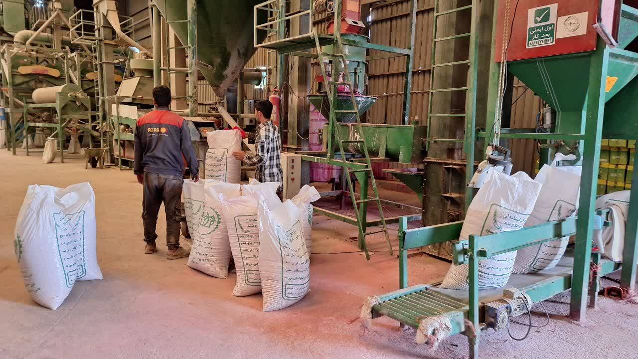 بازدید استاندار قزوین از بزرگترین واحد تولید بذر غلات دیم استان در دولت آباد تاکستان 