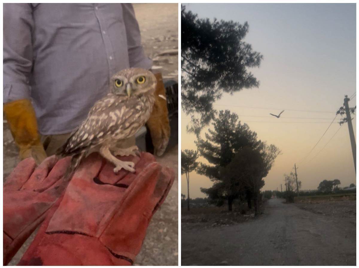 رهاسازی ۵۳ پرنده شکاری در زیستگاه ‌های طبیعی شهرستان ری