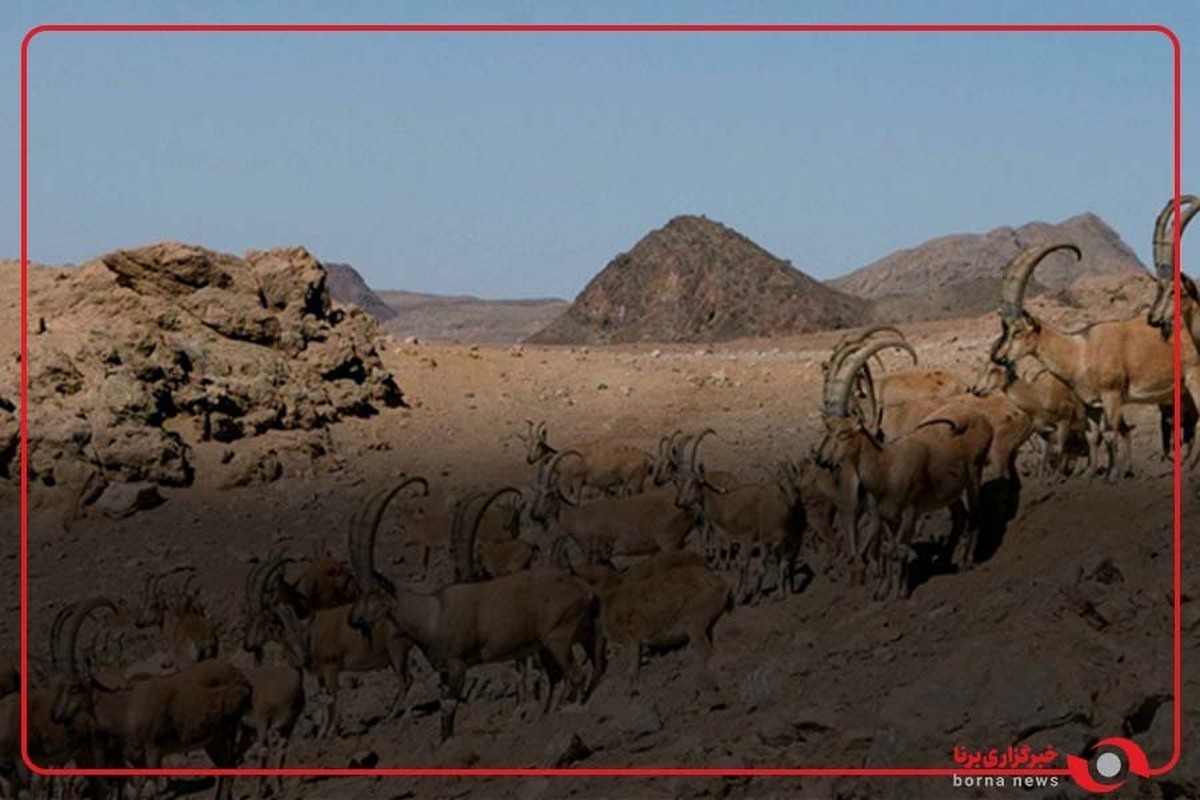 تصاویری زیبا از گله کل و بزهای وحشی در پارک ملی لار