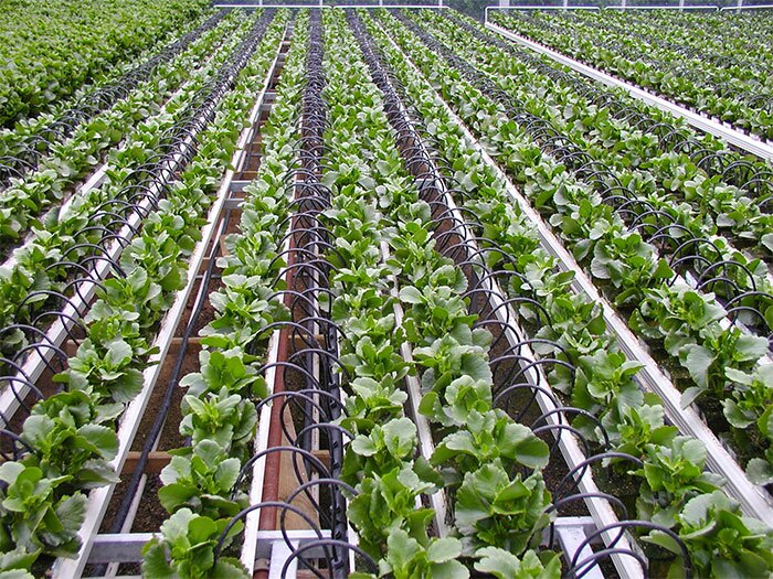 سامانه آبیاری نوین در ۵ میلیون و ۶۰۰ هزار هکتار از اراضی کشاورزی کشور اجرا شده است