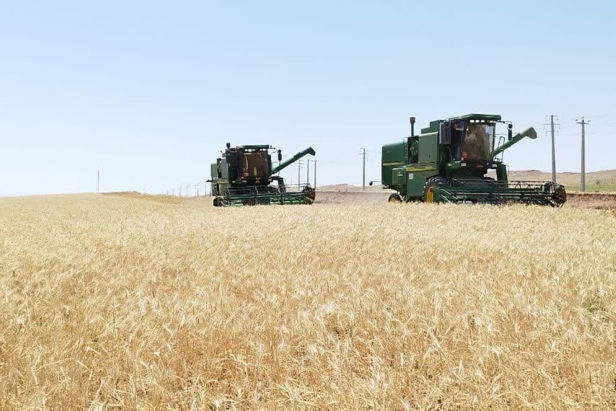 آغاز برداشت خوشه های طلایی گندم در بیش از ۴۰۰ هزار هکتار از گندمزارهای استان آذربایجان غربی/پیش بینی تولیدبیش از ۷۰۰ هزار تن گندم در استان
