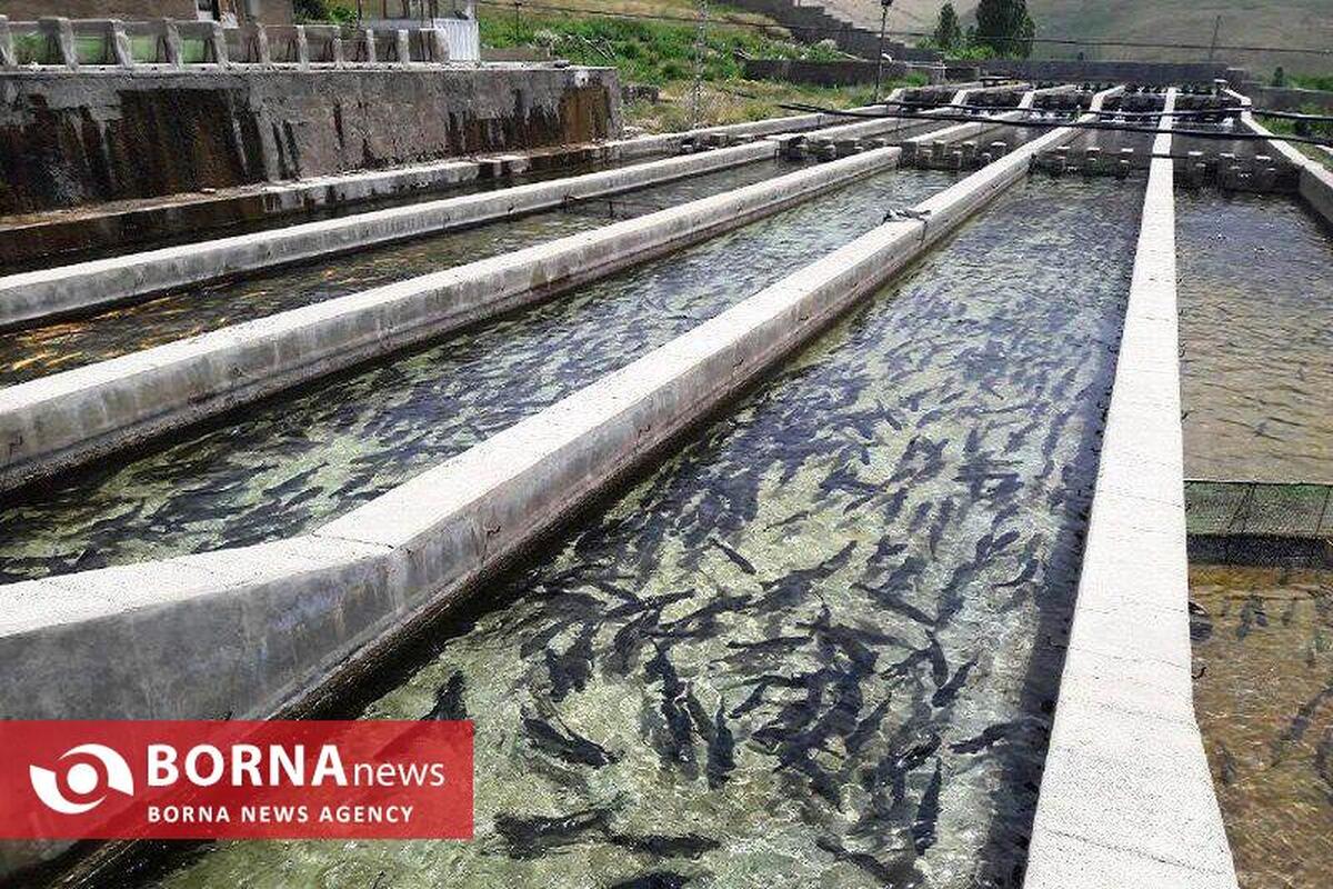 اختصاص بیش از ۵۲۲ میلیارد ریال اعتبار به طرح‌های شیلاتی کرمانشاه در سال ۱۴۰۳