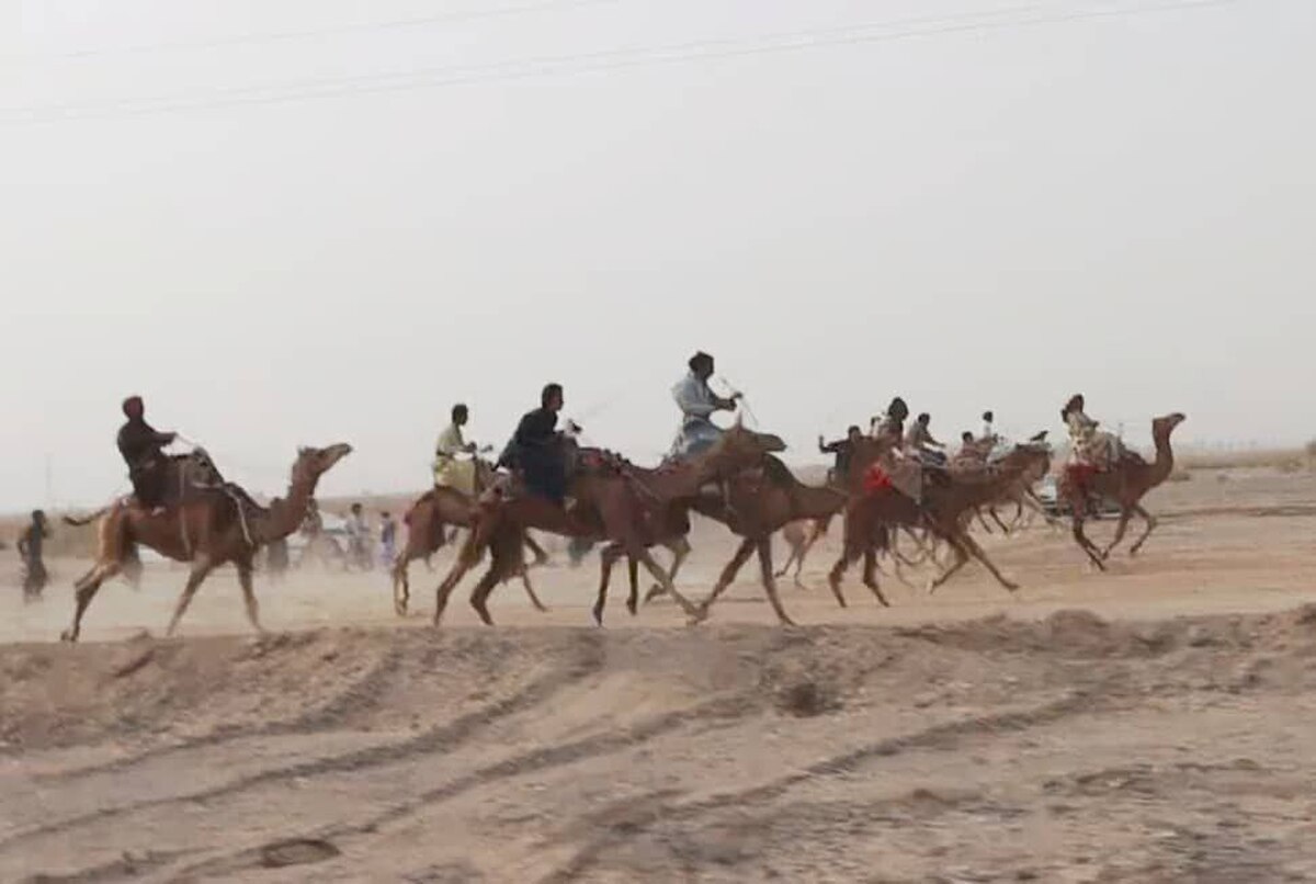 معرفی نفرات برتر مسابقات قهرمانی کشور شترسواری