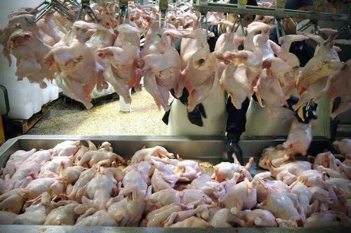 مجازات مدیران متخلف کشتارگاه طیور