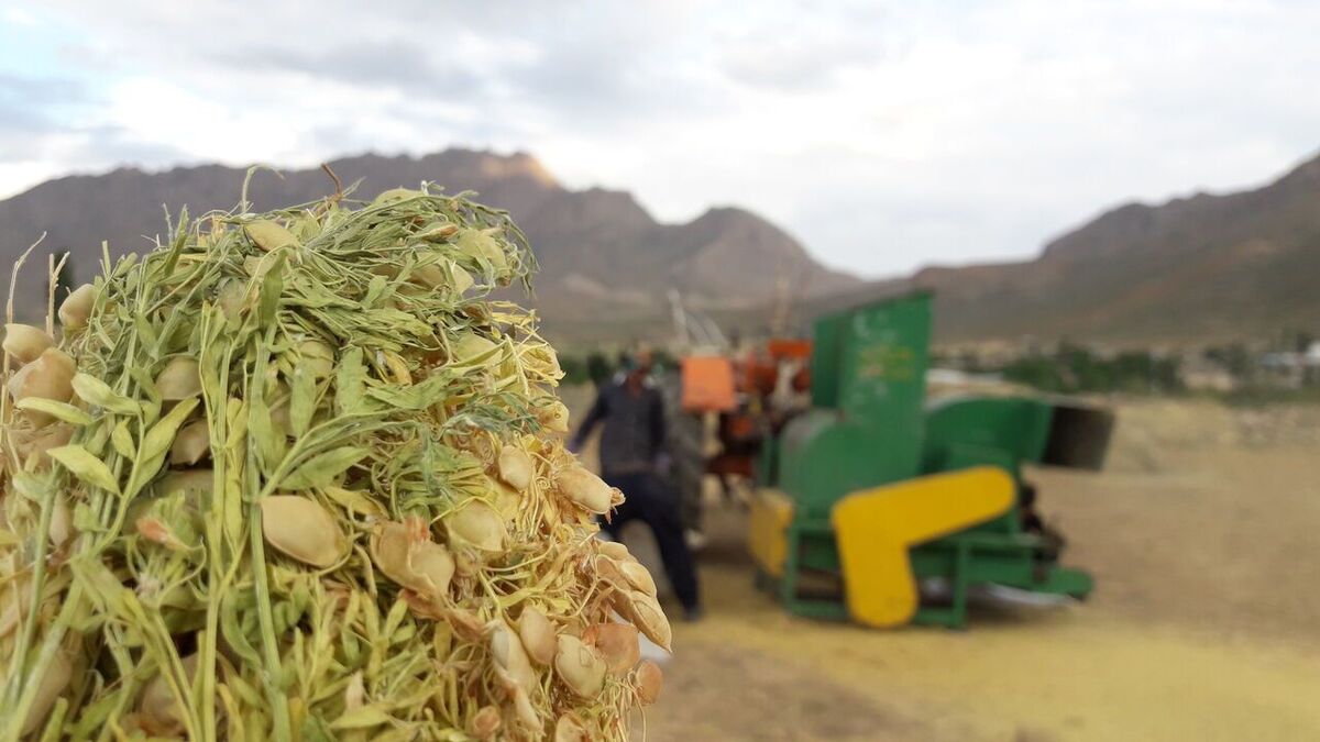 تولید ۷۴۸ تُن عدس در خراسان شمالی پیش‌بینی شد