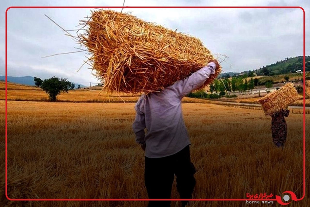 نیمی از مطالبات گندم‌کاران پرداخت شد
