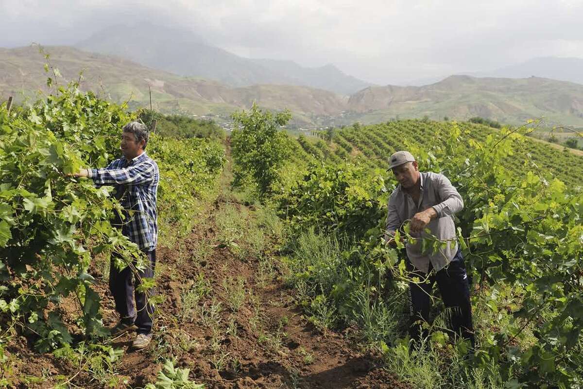 فائو چهار نظام میراث کشاورزی مهم جهانی را ثبت کرد/ ایران رتبه چهارم دنیا در ثبت جیاس