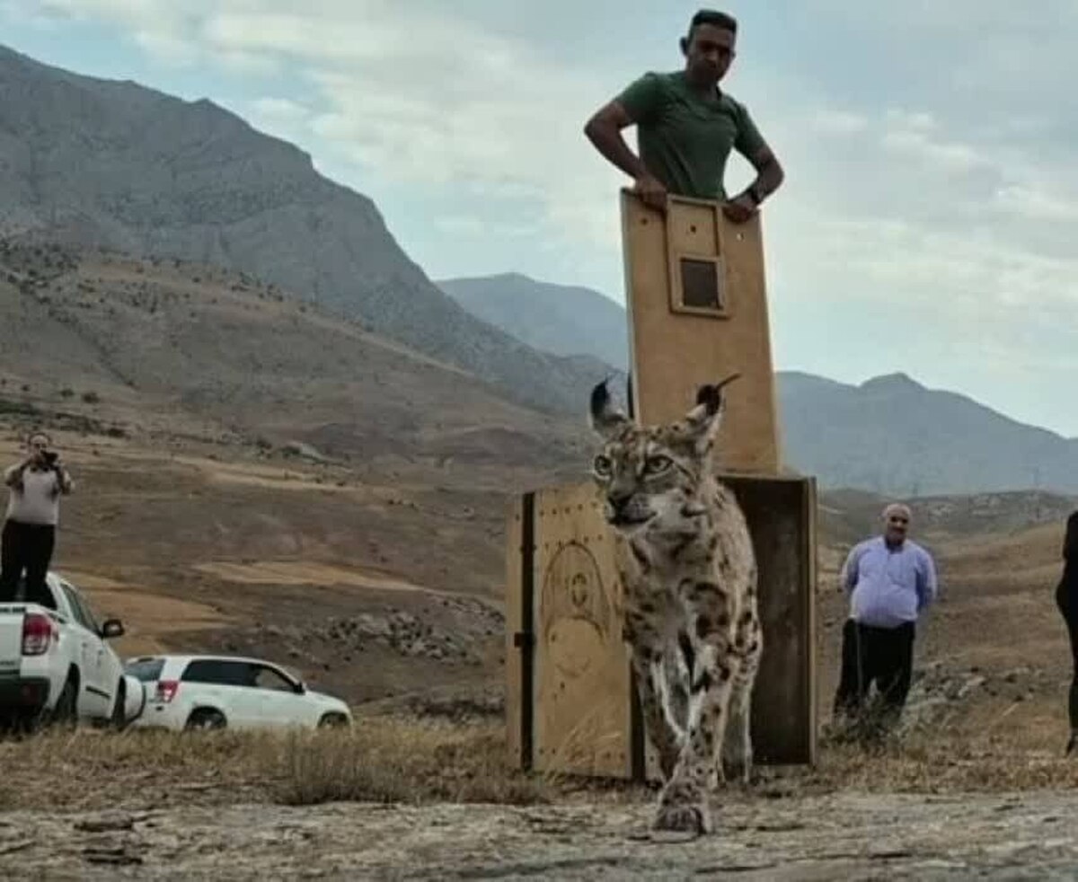 رهاسازی سیاهگوش ایرانی پس از تیمار در طبیعت گیلان