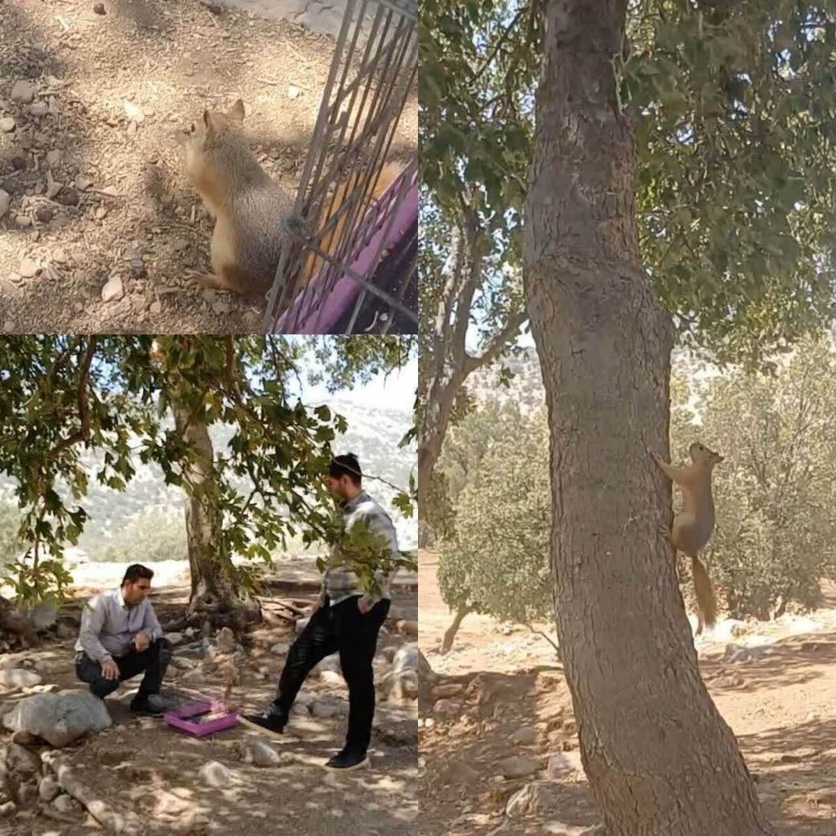 رهاسازی سنجاب ایرانی در زیستگاهش با همراهی مردم