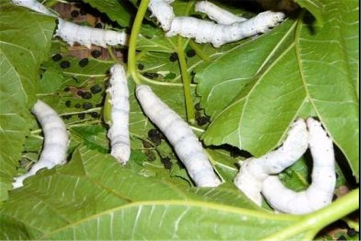 تولید ۱۴۰۰ تن پیله تر ابریشم در پرورش بهاره شده است