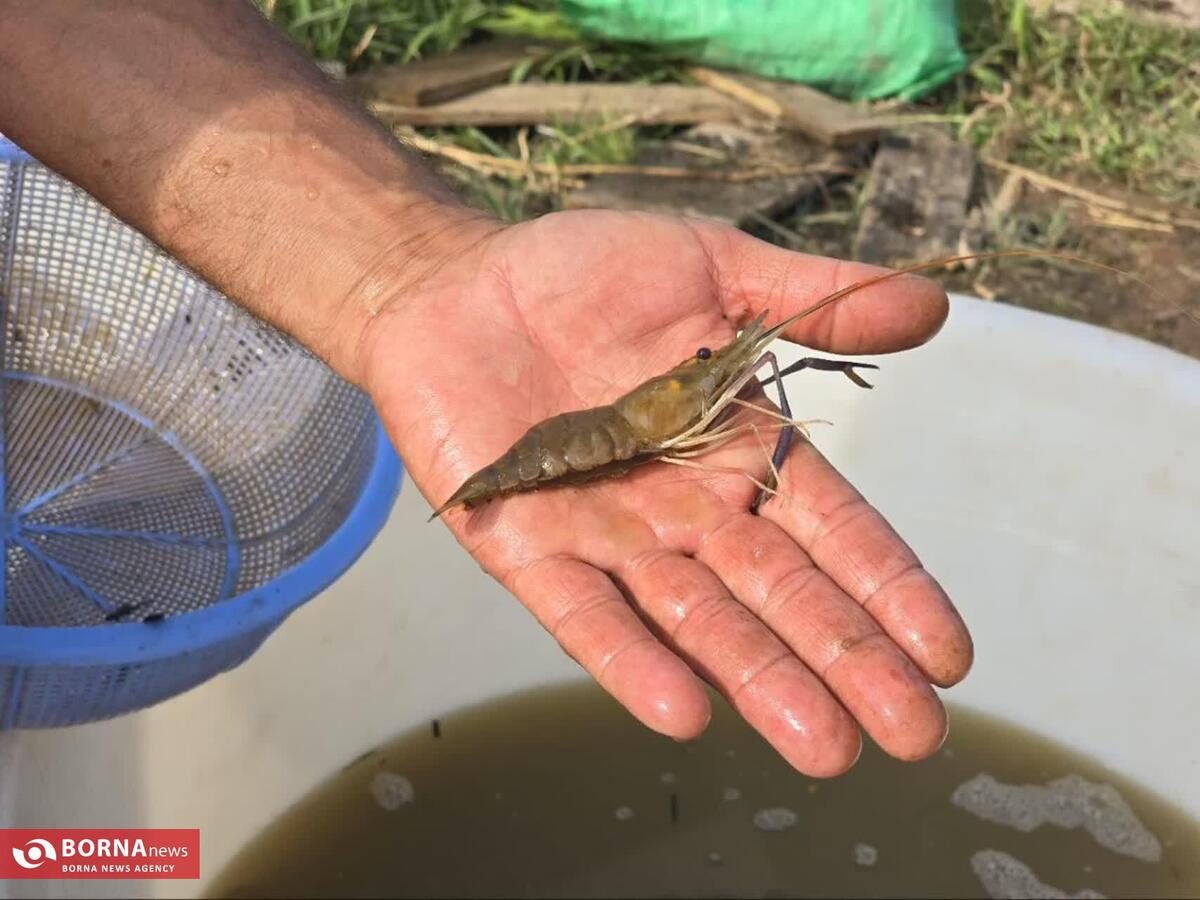 پایان عملیات تکثیر میگوی آب شیرین در ایستگاه ترویجی شیلات قصرشیرین