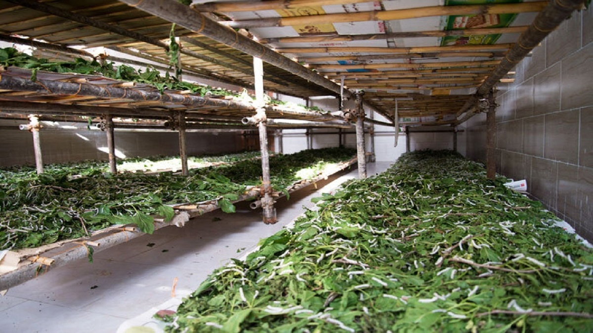 پیش بینی تولید ۱۴۰۰ تن پیله تر ابریشم در پرورش بهاره امسال