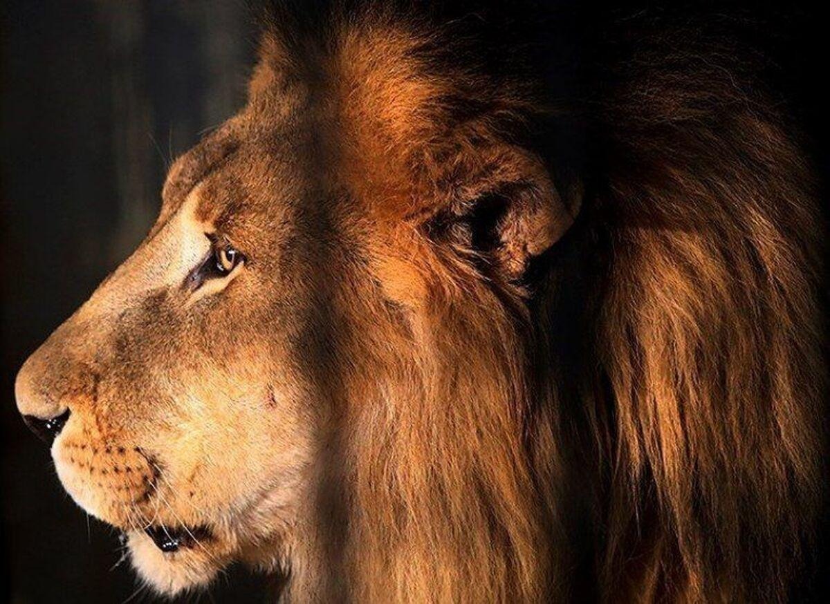 صفر تا صد مرگ «آرش» شیر نر در پارک حیاط وحش مایا