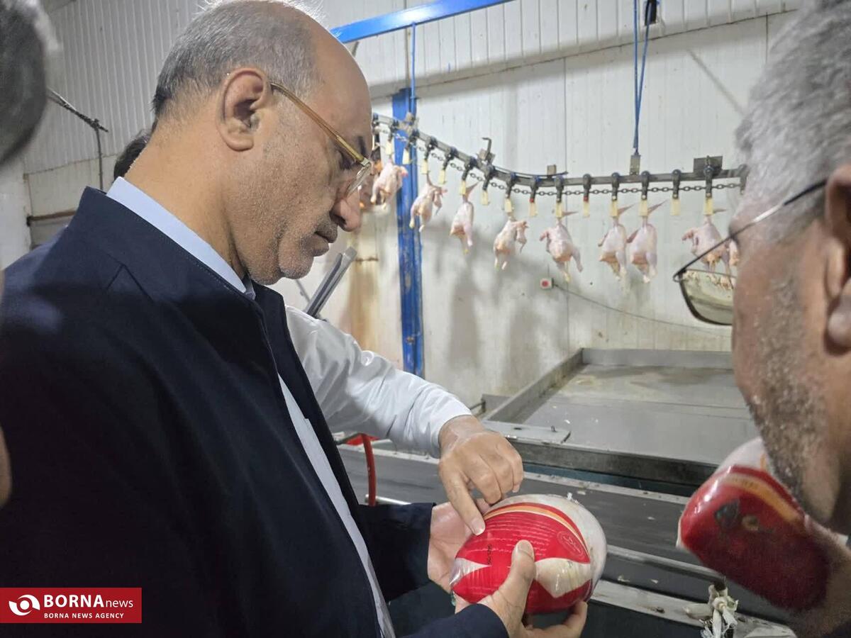 تولید مرغ در استان ۵۰ تُن بیش از نیاز روزانه مردم/ مردم با اطمینان خاطر و بدون نگرانی نیاز‌های روزمره خود را خرید کنند
