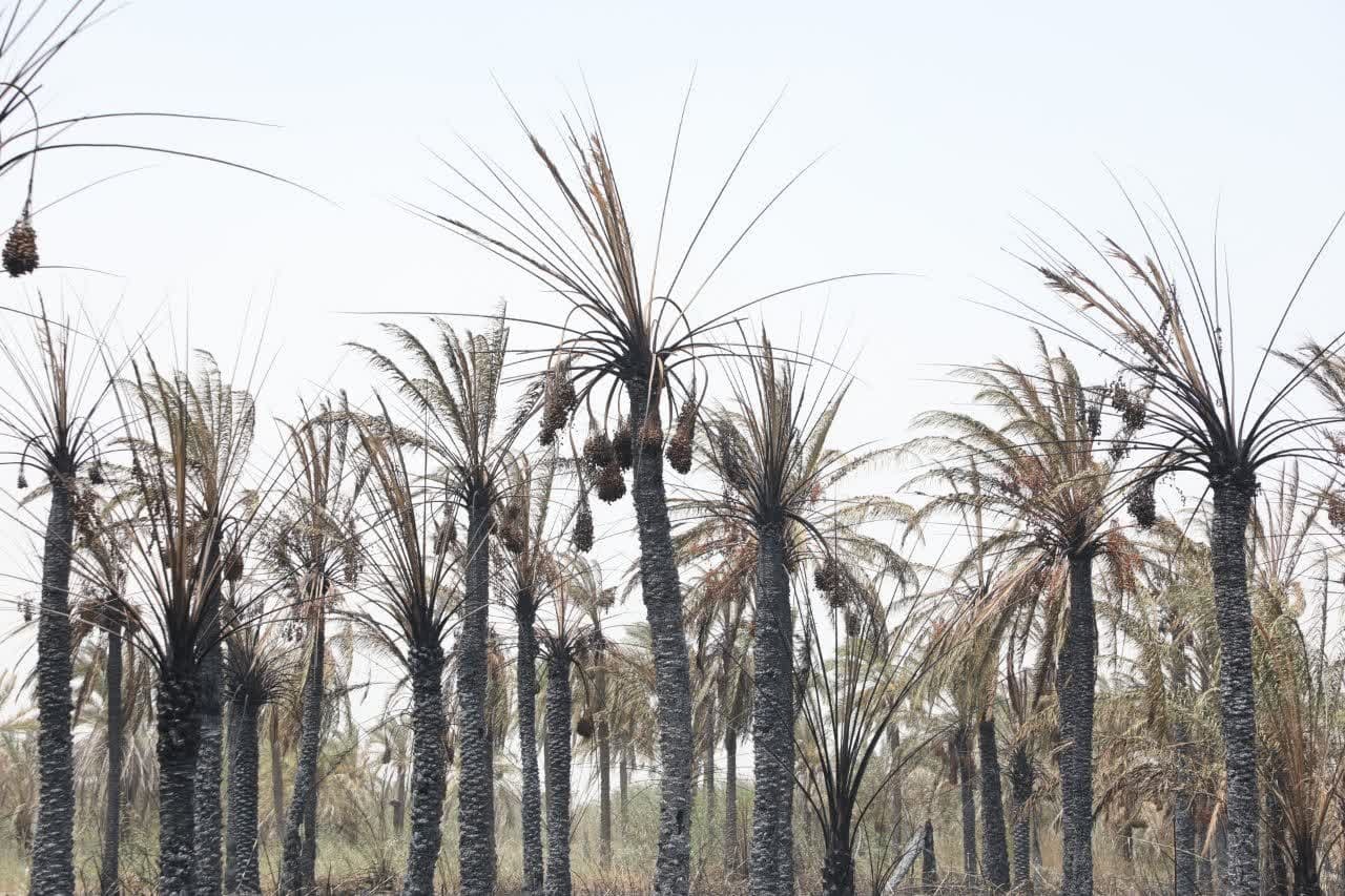 استاندار خوزستان در روستای کوت‌شنوف آبادان: تمام دستگاه‌های اجرایی موظف به جبران خسارت آتش‌سوزی هستند / طرح جامع احیای نخلستان‌های آسیب‌دیده تدوین می شود