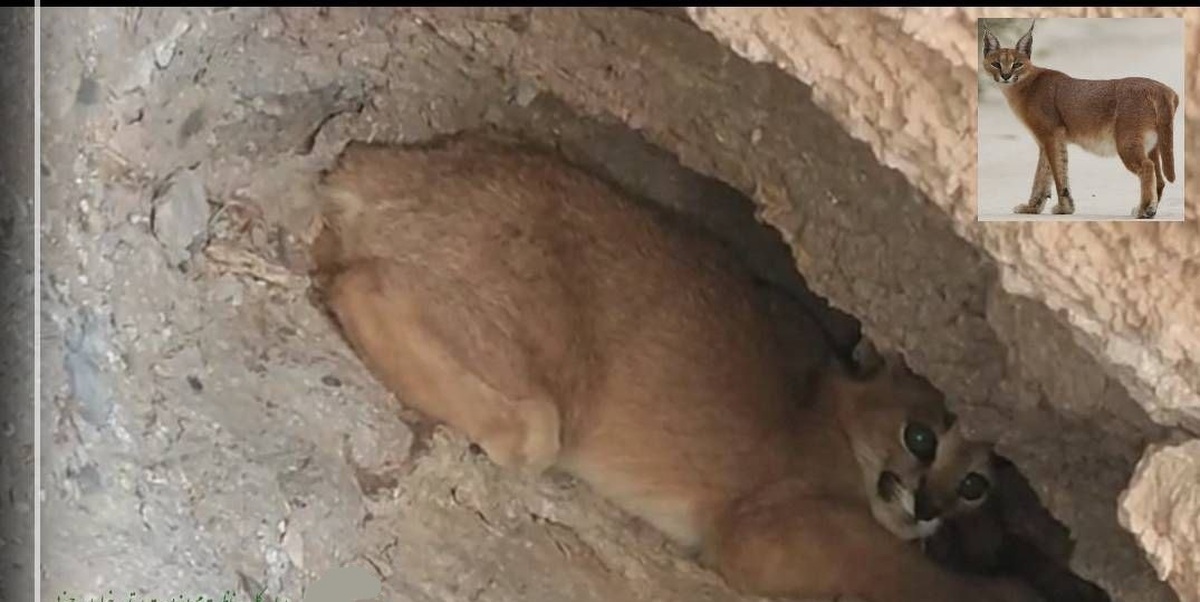 مشاهده یک قلاده کاراکال در کویر سه قلعه سرایان