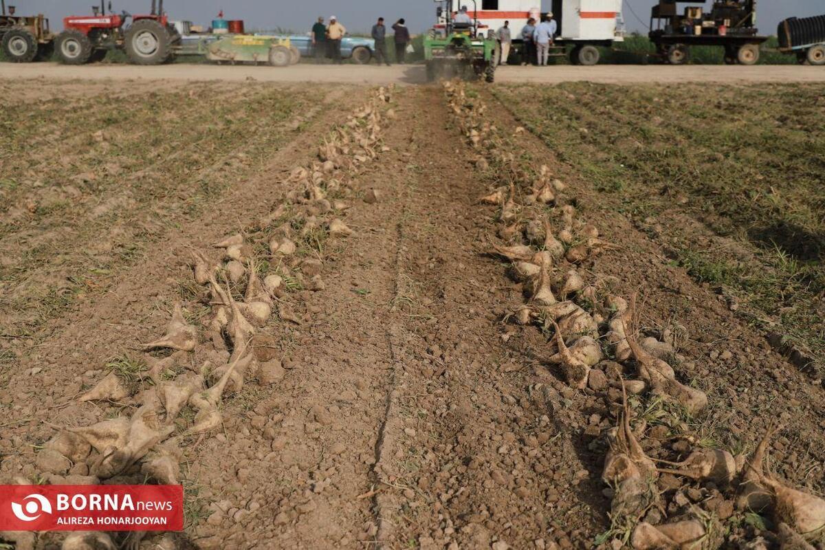 برداشت بیش از ۱.۳ میلیون تُن چغندر قند پاییزه در خوزستان