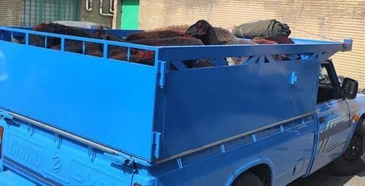 توقیف محموله احشام قاچاق در ساوجبلاغ‎ ‎