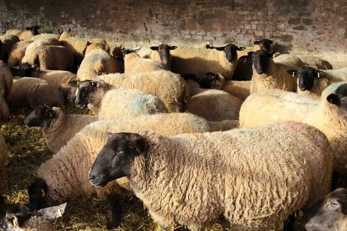 قیمت دام زنده در تهران به ۳۲۰ هزار تومان رسید