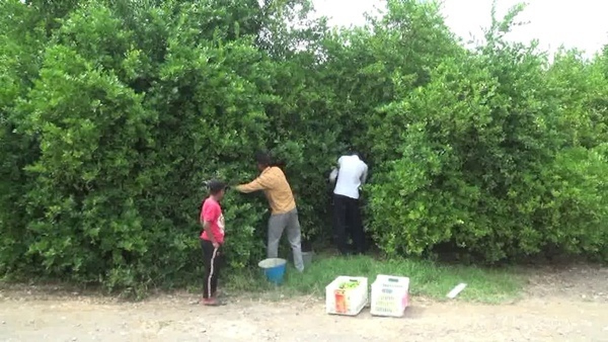 برداشت لیموترش از باغ‌های بخش شمیل هرمزگان آغاز شد