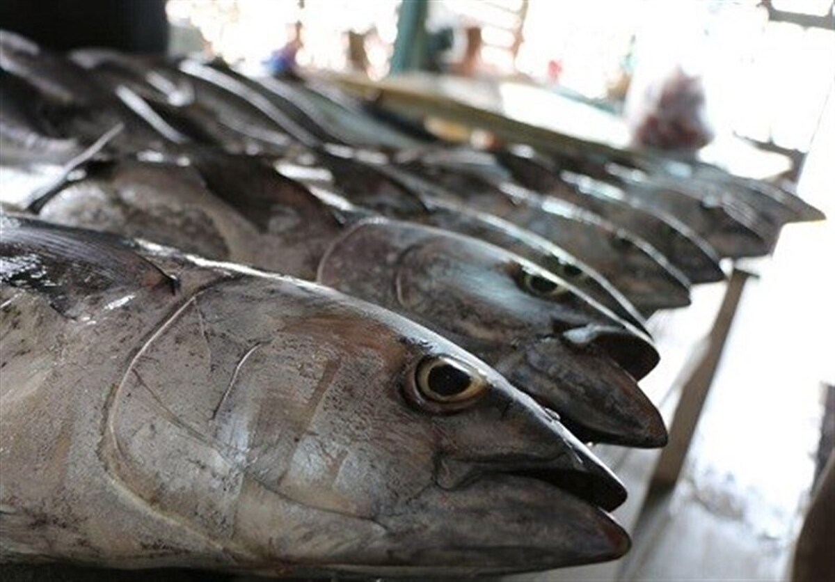 ثبت سفارش واردات ۴ محصول کشاورزی از هفته آینده آغاز می‌شود