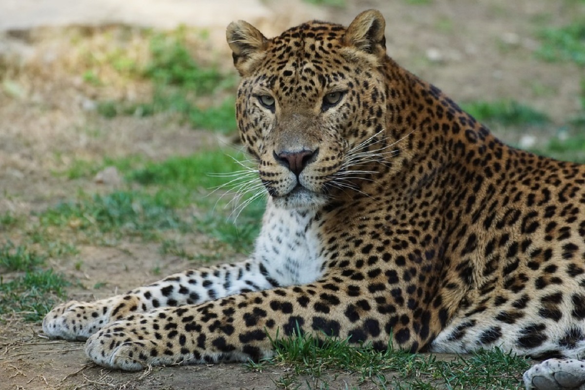 تصویربرداری از پلنگ ایرانی در پارک ملی توران شاهرود + فیلم