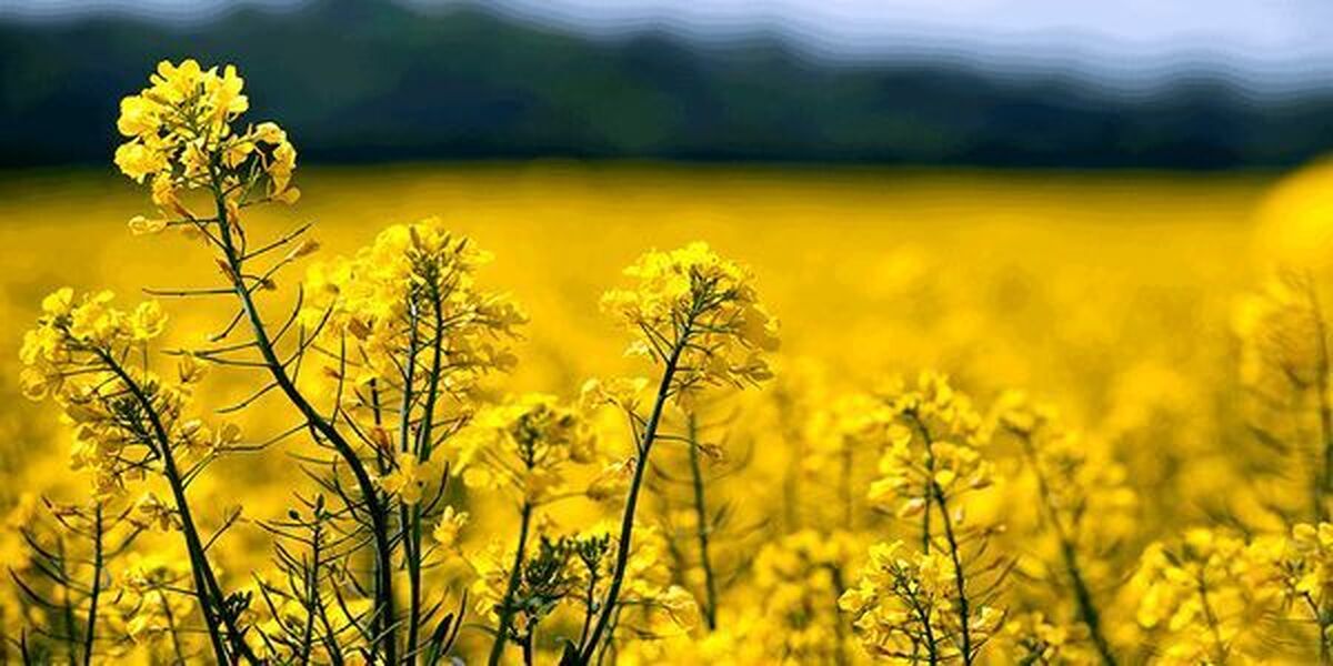 ۸۰ درصد مطالبات کلزاکاران ایلامی پرداخت شد