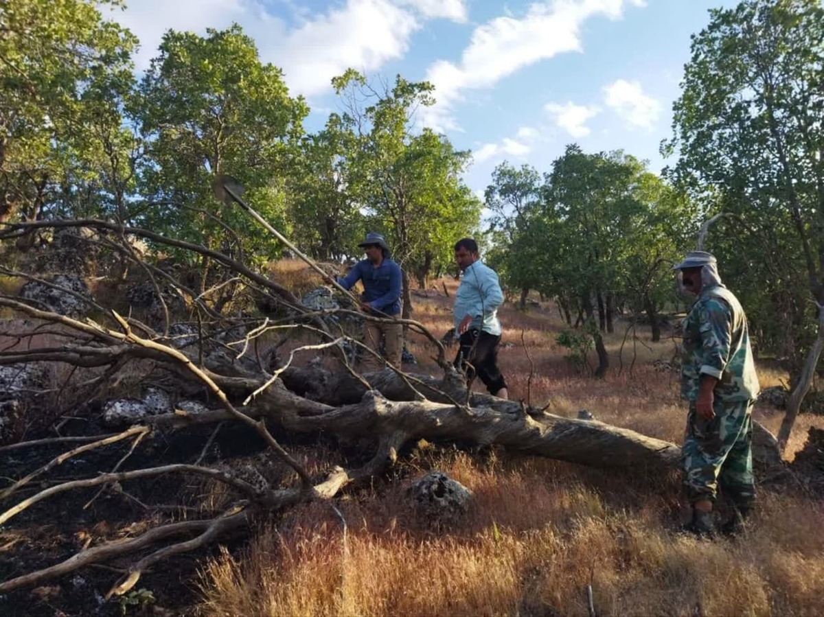 درختان بلوط ایستاده می‌میرند؛ فریاد خاموش بلوط‌های ایلام در برابر آتش و انگل