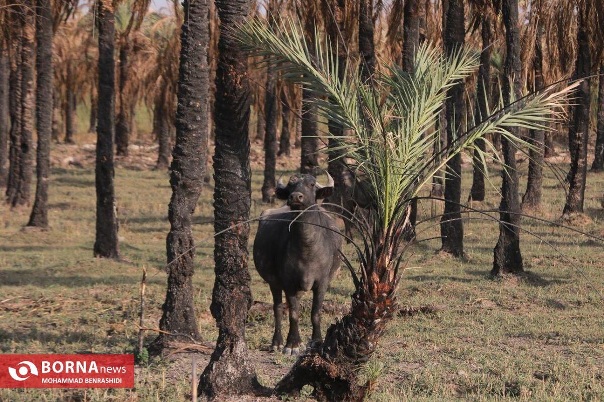 مشهد نخیلات آبادان