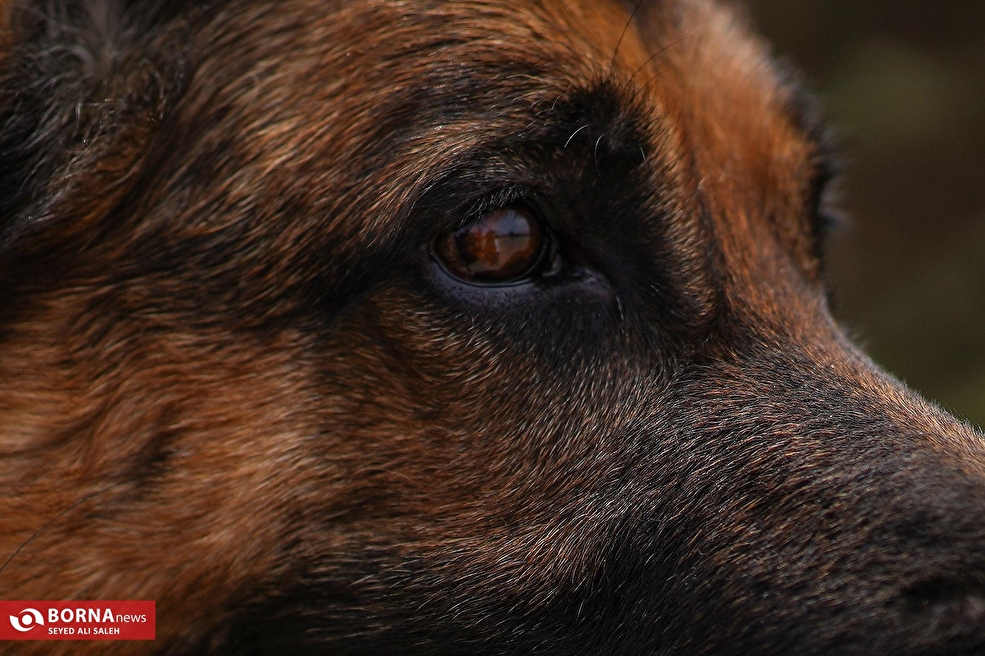 مرکز آموزش و نگهداری سگ های تجسس هلال احمر