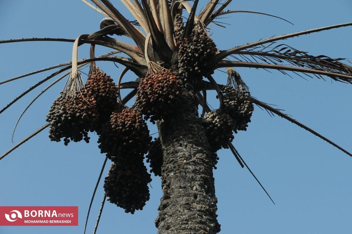تعهد تعاون روستایی به خرید توافقی خرما برای حمایت از نخلداران خوزستان