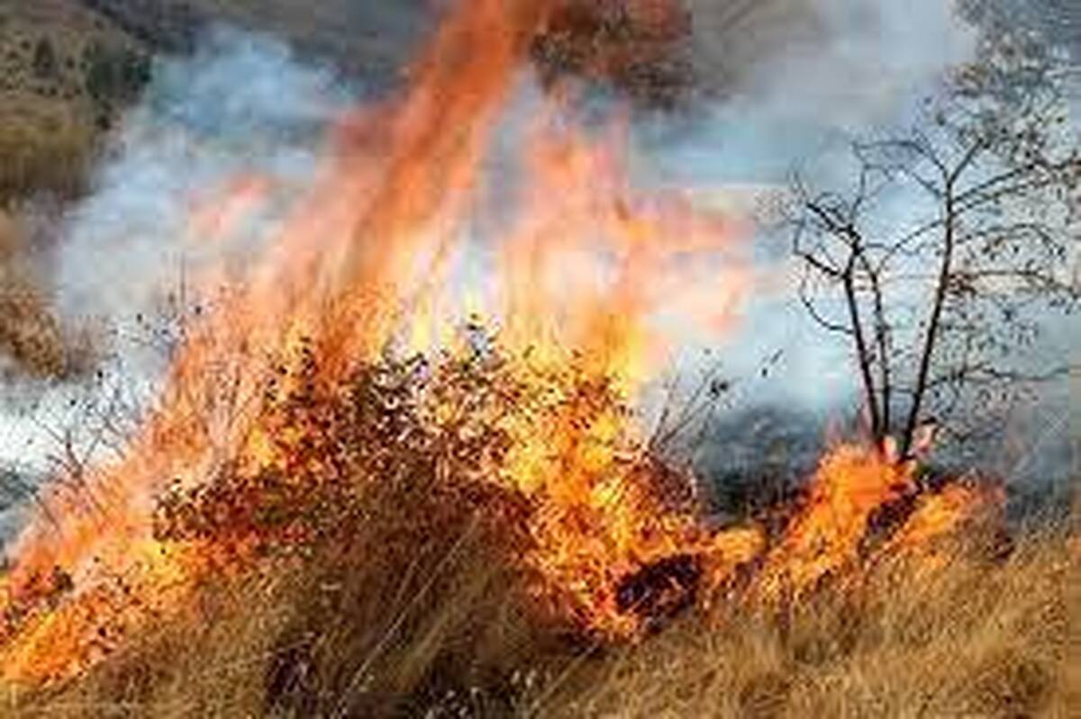 روایتی از یک فعال محیط زیستی که  در آتش سوزی عجیب آبیدر سوخت